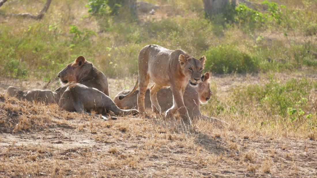 3 Days Tsavo East National Park & Taita Hills Wildlife Sanctuary ...