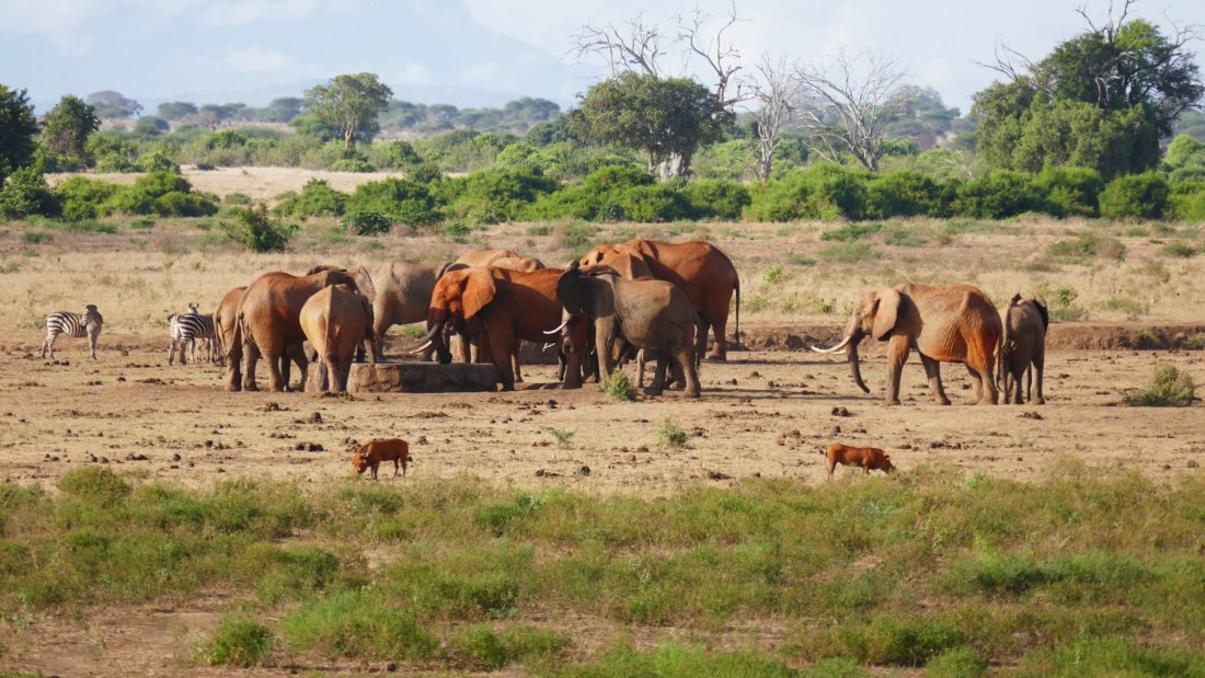 3 Days Tsavo East National Park & Taita Hills Wildlife Sanctuary ...