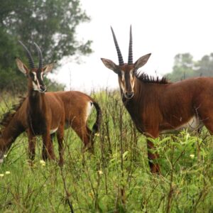 Shimba Hills
