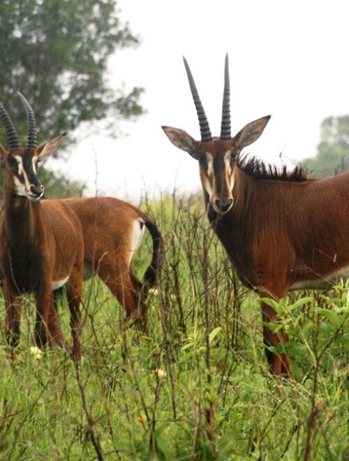 1 Day Shimba Hills National Reserve