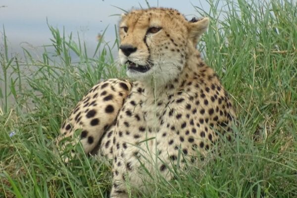 4 Days Nairobi – Masai Mara & Lake Nakuru From Nairobi