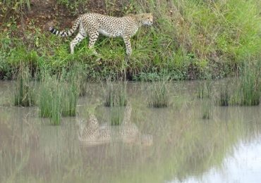 Maasai Mara