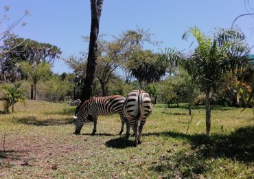 diani