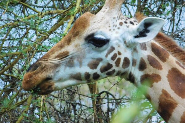 7 Days Masai Mara, Lake Nakuru, Lake Naivasha, Amboseli, Tsavo West, Mombasa