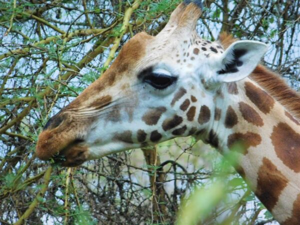 7 Days Masai Mara, Lake Nakuru, Lake Naivasha, Amboseli, Tsavo West, Mombasa