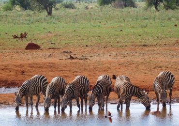 Tsavo East