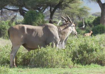 Amboseli