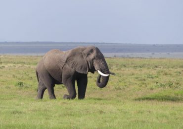 Amboseli