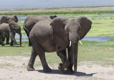 Amboseli