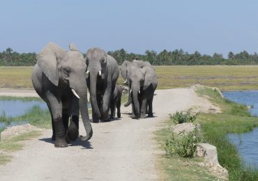 Amboseli