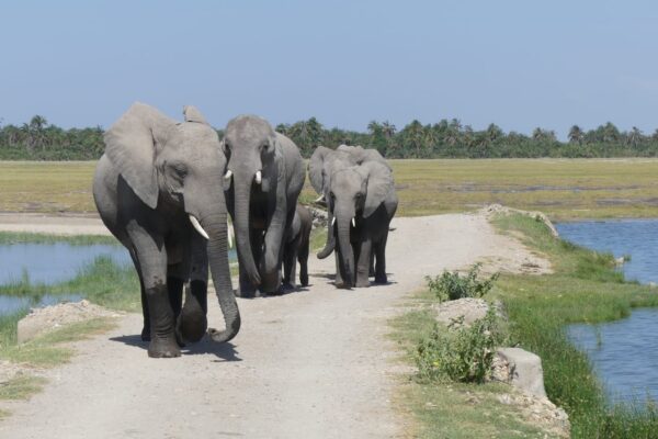 5 Days Nairobi – Lake Nakuru – Lake Naivasha – Amboseli – Taita hills Wildlife Sanctuary