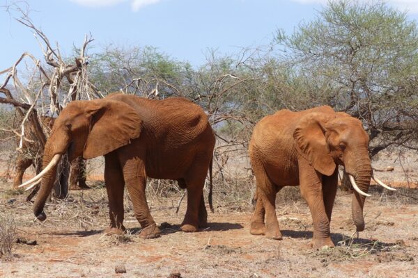 5 Days Tsavo East, Tsavo West, Amboseli, Ziwani From Nairobi/Mombasa