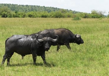 Maasai Mara