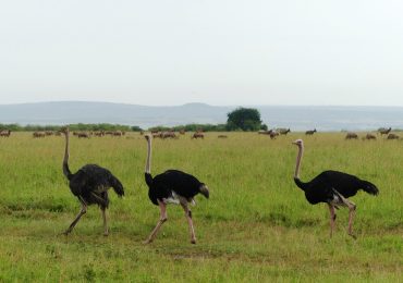 Maasai Mara