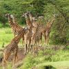 Maasai Mara