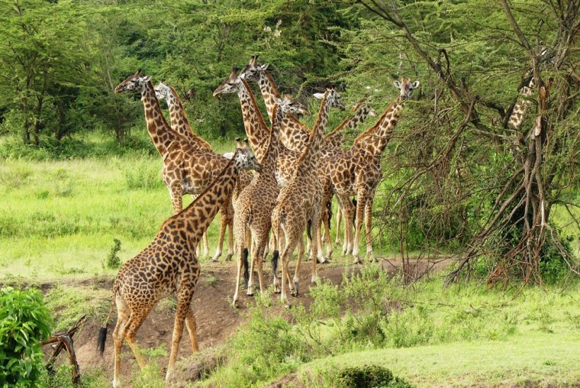 Maasai Mara