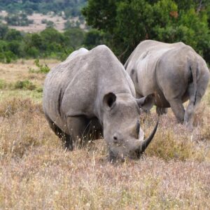 4 DAYS SAFARI – SOLIO RANCH & OL PEJETA CONSERVANCY FROM NAIROBI