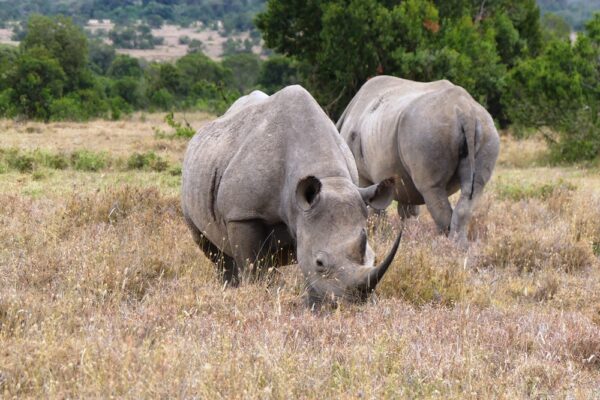4 Days Safari – Solio Ranch & Ol Pejeta Conservancy from Nairobi