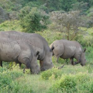 Rhino Special Safari