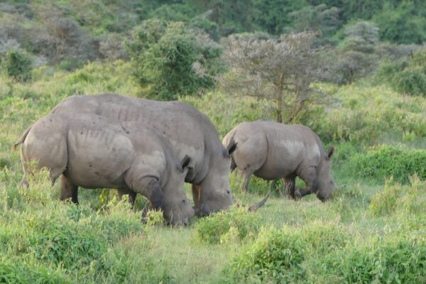 7 Days Rhino Special Safari