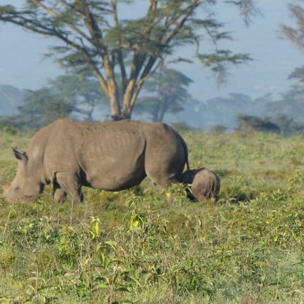 Nakuru