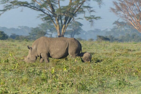 10 Days Nairobi, Ol Pejeta conservancy, Lake Nakuru National Park, Masai Mara National Reserve, Lake Naivasha & Crescent Island Game Sanctuary