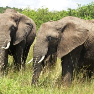 Maasai Mara