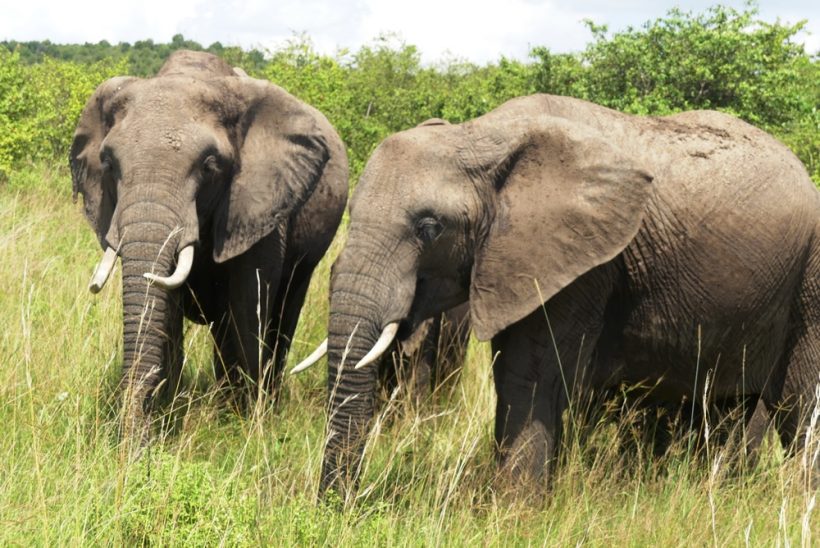 Maasai Mara