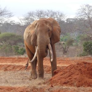 Tsavo East