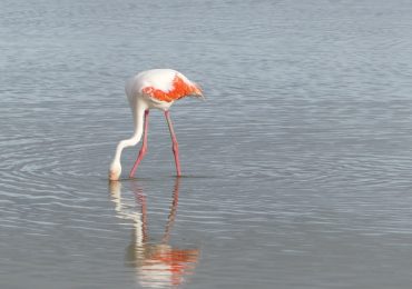 Amboseli