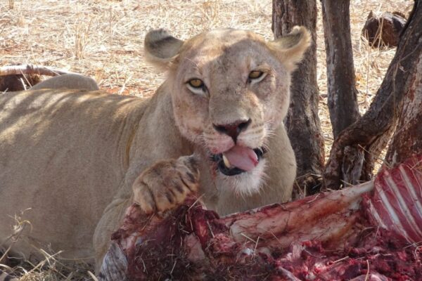 6 Days Masai Mara Special Mara Bush Camp & Private Wing