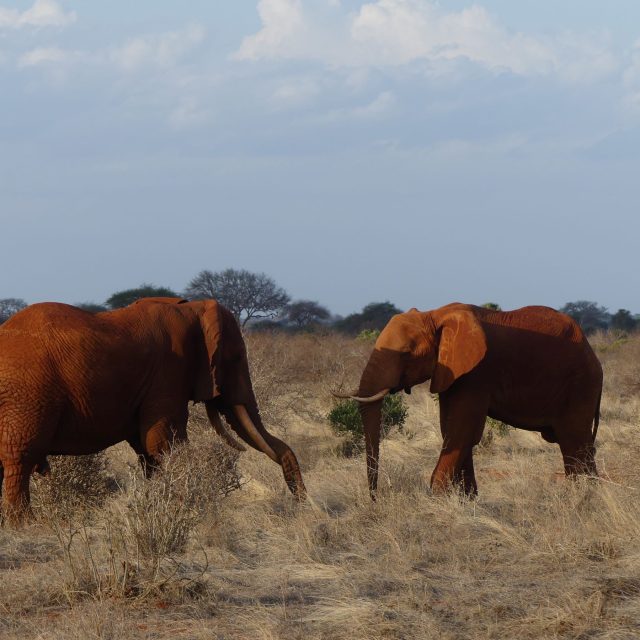 2 Days Tsavo East National Park