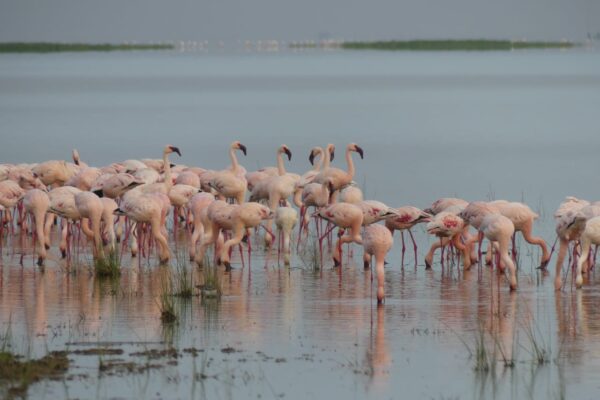 9 Days Nairobi – Ol Pejeta – Lake Nakuru – Masai Mara – Lake Naivasha – Crescent Island