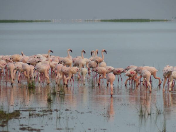 9 Days Nairobi – Ol Pejeta – Lake Nakuru – Masai Mara – Lake Naivasha – Crescent Island